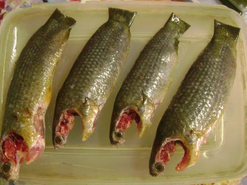 Albacore